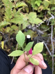 Rubus leucodermis