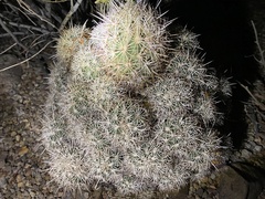 Coryphantha echinus