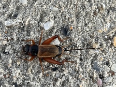 Gryllus pennsylvanicus