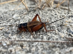 Gryllus pennsylvanicus