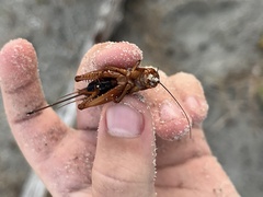 Gryllus pennsylvanicus