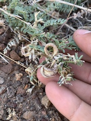 Astragalus iodanthus
