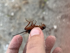 Gryllus pennsylvanicus