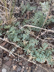 Astragalus iodanthus