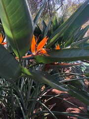 Strelitzia reginae