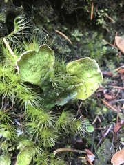 Peltigera britannica