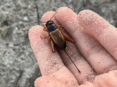 Gryllus pennsylvanicus