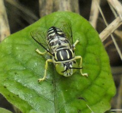 Stictia signata