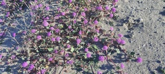 Abronia villosa villosa
