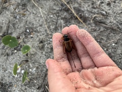 Gryllus pennsylvanicus