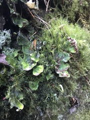 Peltigera britannica