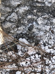 Crotalus lepidus