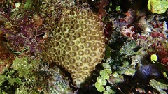 Palythoa tuberculosa