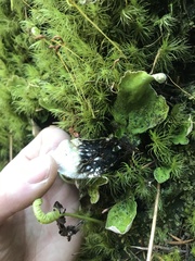 Peltigera britannica