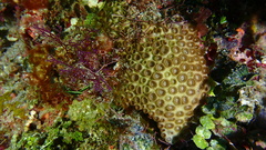 Palythoa tuberculosa