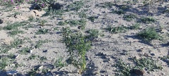 Parkinsonia florida