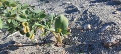 Parkinsonia florida