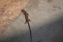 Trachylepis maculilabris