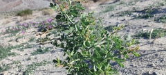 Parkinsonia florida
