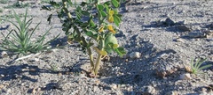 Parkinsonia florida