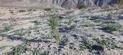 Parkinsonia florida