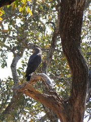 Circaetus cinerascens