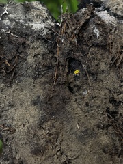 Calycina claroflava