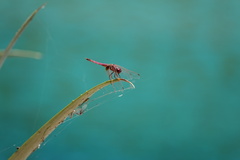 Trithemis annulata
