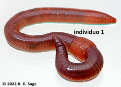 Lumbricus