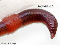 Lumbricus