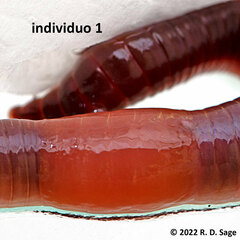 Lumbricus