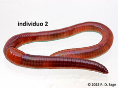 Lumbricus