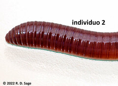 Lumbricus