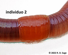 Lumbricus