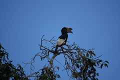 Bycanistes subcylindricus