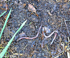 Lumbricus