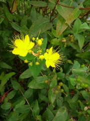 Hypericum hircinum