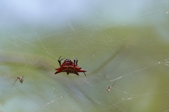 Gasteracantha sanguinolenta