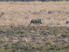 Phacochoerus africanus