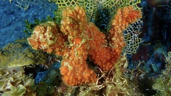 Ptilocaulis walpersii