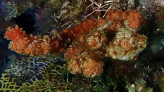 Ptilocaulis walpersii