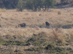 Phacochoerus africanus