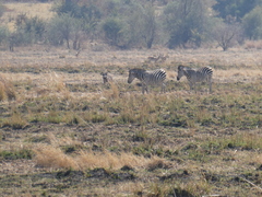 Equus quagga