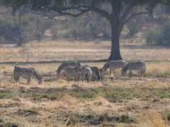 Equus quagga
