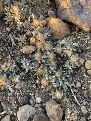 Antennaria dimorpha
