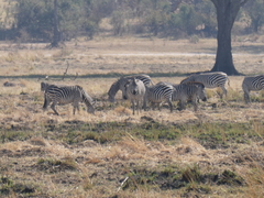 Equus quagga
