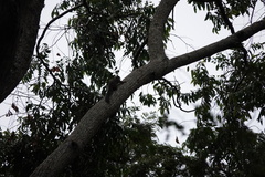 Sciuridae
