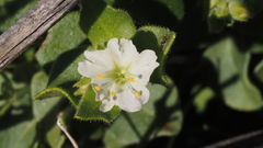 Mirabilis laevis retrorsa