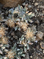 Antennaria dimorpha