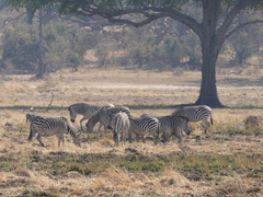Equus quagga